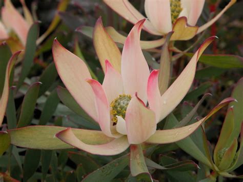 Leucadendron Maui Sunset Kilmarnock Nurseries