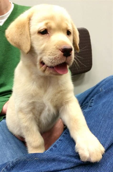 When we get a lab puppy, i do not plan to have the puppy neutered until he or she is around 12 months old. Glorious yellow lab 8 week old puppy | Pets & Animals ...