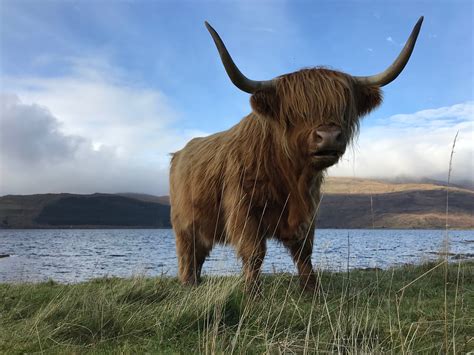 Highland Cow Isle Of Mull Scotland Terra Incognita Ecotours
