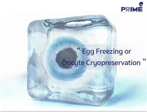 Egg Freezing Or Oocyte Cryopreservation Prime Fertility Center