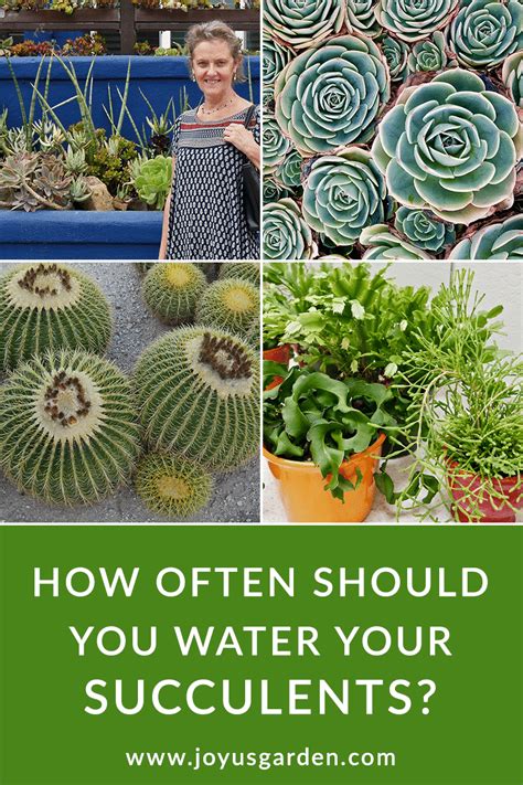 During hot dry weather, the garden may need watering every day. How Often Should You Water Succulents?