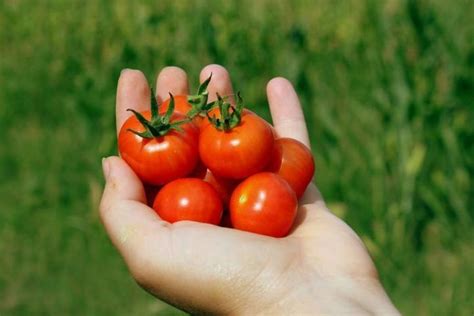 Jus tomat bisa menurunkan kolesterol. Cuma Makan 6 Tomat Ceri Bisa Pangkas Berat Badan 5 Kilo ...
