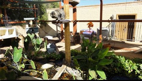 An Arizona Couple Builds A Deluxe Catio For Their 16 Cats Complete