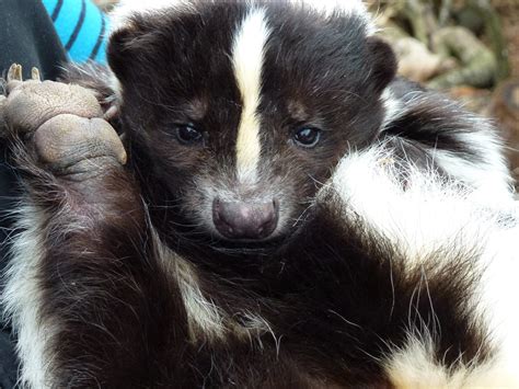 Skunks are well known for spraying their enemies with a horrible smell when threatened! Skunks | DFW Wildlife Organization