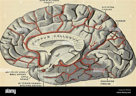 Posterior Anterior Brain