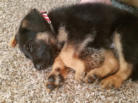 Puppy Has Diarrhea And Vomiting Spit Up German Shepherd Dog Forums