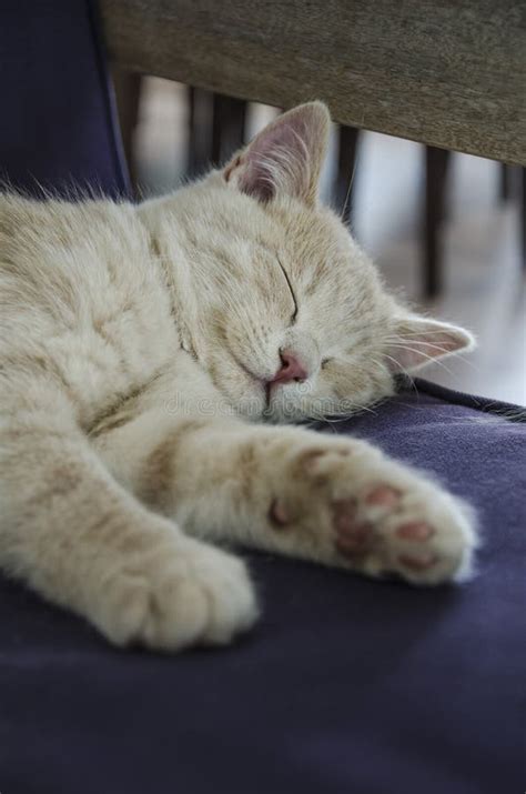 Cute Cat Sleeping On Sofa Stock Image Image Of British 84868889