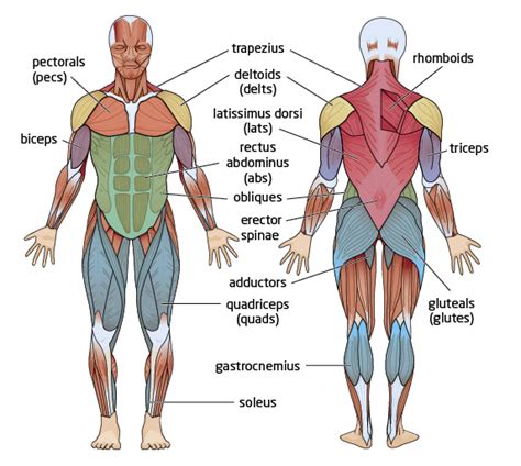 Muscle Diagram