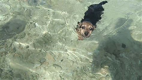 Cutest Swimming Puppy Youtube