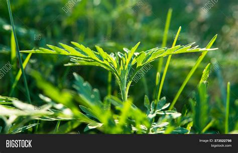 Finde übersetzungen für annual ragweed in dem kostenlosen englisch wörterbuch und schlage viele englisch übersetzungen nach. Ragweed Pollen Cause Image & Photo (Free Trial) | Bigstock