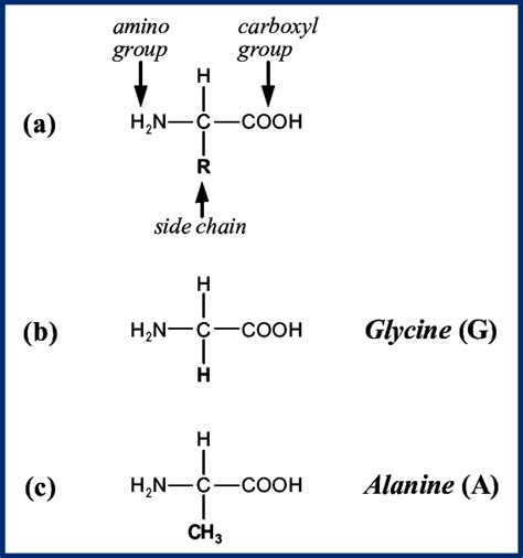 A General Structure Of The Amino Acids An Amino Group And Carboxyl