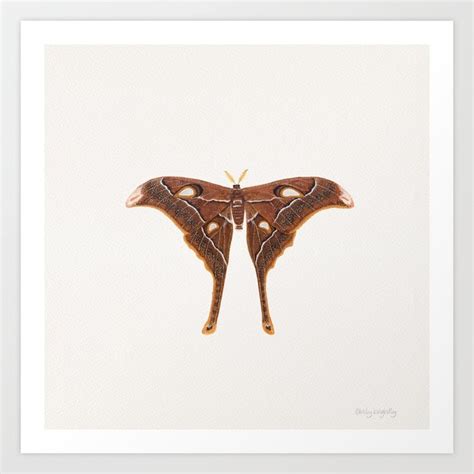 Hercules Moth Coscinocera Hercules Art Print By EmilyBrightly Society