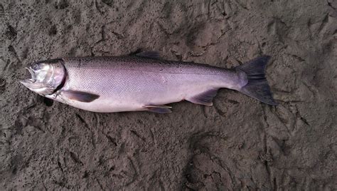 Bar Rig Fishing Coho Salmon In The Lower Mainland Of British Columbia