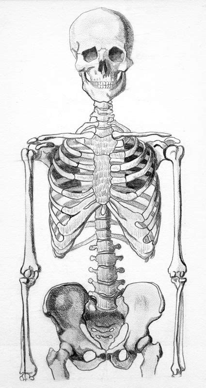 Skeleton Half Skeleton Drawings Human Anatomy Art Skeleton Art
