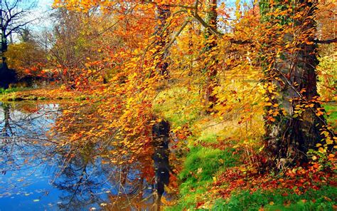 Autumn Pond Grass Trees Yellow Leaves Wallpaper Nature And