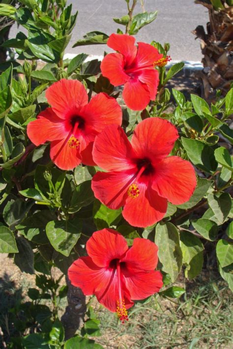 Maybe you would like to learn more about one of these? Buy Red Hibiscus Plants Wholesale - Nursery Plants ...