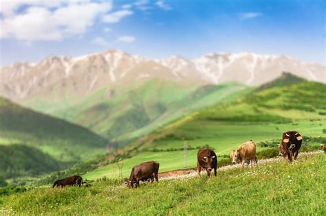 Premium Photo Cows Grazing In Mountains