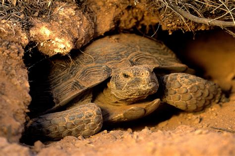 Baby Sonoran Desert Tortoise