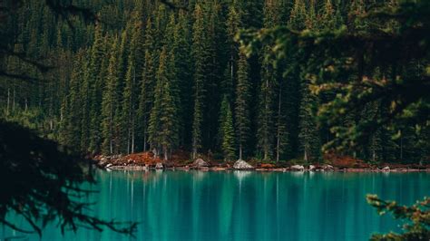 Download Wallpaper 1920x1080 Lake Coast Forest Pine