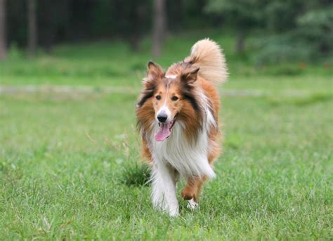 Collie Dog Breed Health And Care Petmd