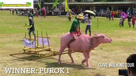 Carabao Race Semifinal Race Carabao Carozza Festival 2022 Youtube