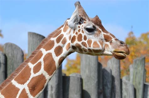 Baltimores Zoo Gets In On Facebooks Giraffe Riddle Gone Viral