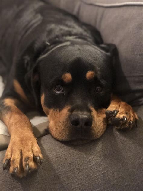 Science Confirms For Rottweilers Their Humans Are Their Parents