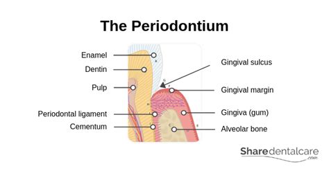 The formation of an abscess on the baby's gums signals a serious inflammation or injury.do not ignore the appearance of the tumor, and if it is found, you discontinue oral care.to clean a teeth to the kid it is necessary during illness, only accurately; Gum Abscess: Symptoms, Causes & Treatment Pictures