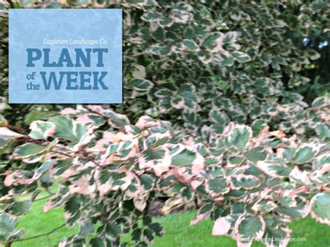 Plant Of The Week Tricolor Beech Eagleson Meadows