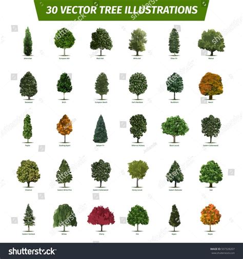 Thirty Different Tree Sorts With Names Illustrated Tree Types And
