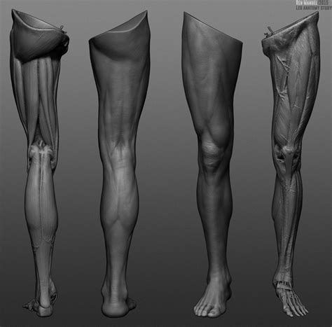 Leg Anatomy Study Ren Manuel Leg Anatomy Anatomy Reference Zbrush