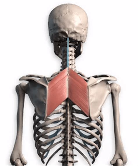 How to Draw the Upper Back - Anatomy and Motion | Proko