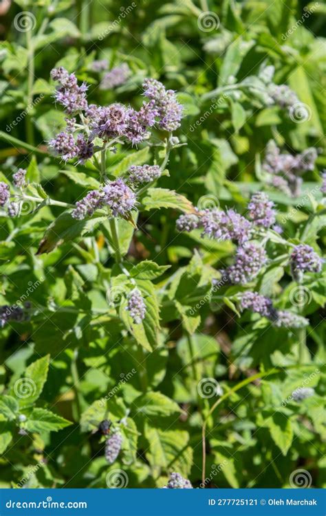 In The Wild Grows Mint Long Leaved Mentha Lonolia Stock Image