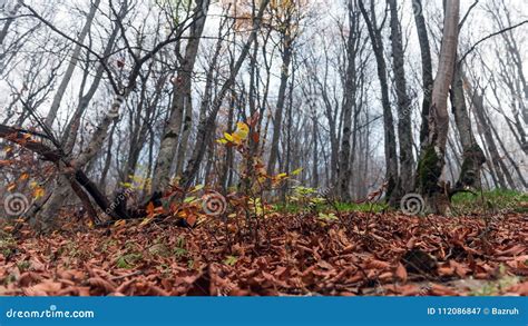 Dry Autumn Foliage In The Forest Stock Image Image Of Dreamy Forrest
