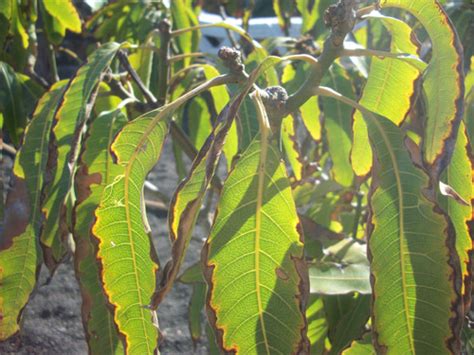 Salts in the water and in fertilizer build up over time. watering - Why do the leaves of my avocado tree have brown ...