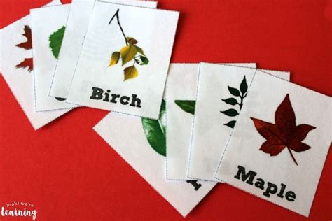 Falling Leaves Printable Leaf Identification Activity Cards