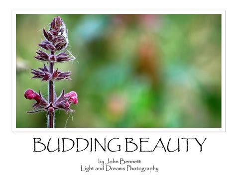 Budding Beauty Photograph By John Bennett Fine Art America