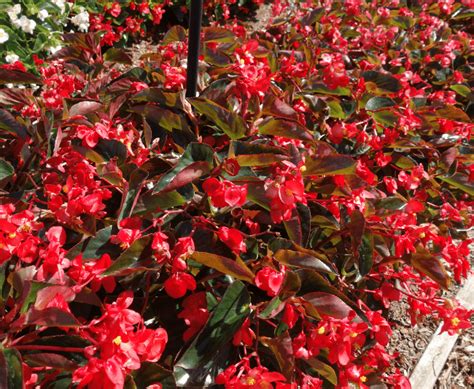 Begonia Dragon Wing Red Bronze Leaf Greenhouse Product News