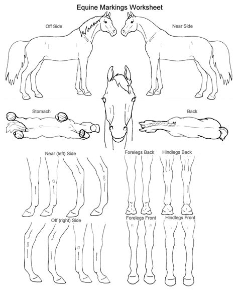 15 Horse Anatomy Worksheets