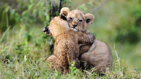 Lion Cub Wallpaper 74 Images