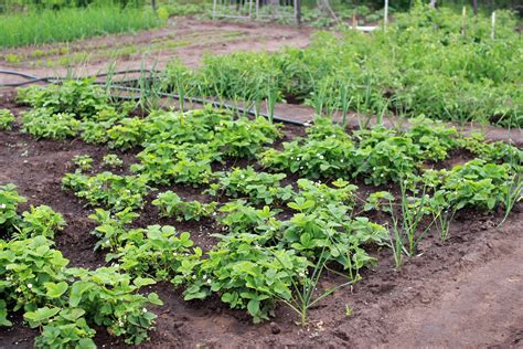 25 Brilliant Vegetable Garden Layout Ideas For Beginners Garden And Happy