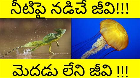 top 10 interesting facts in telugu most interesting and unbelievable facts in telugu latest