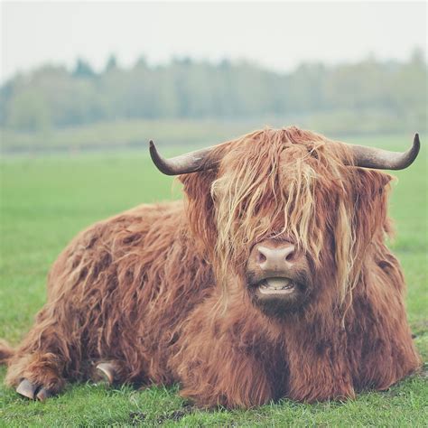 Scottish Highlander Cow By Cindy Prins