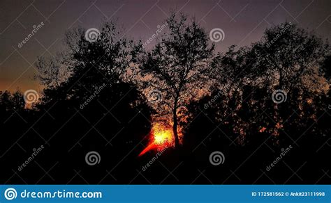 Beautiful Sunset Behind Trees Tree Shadow In Sunset Beautiful