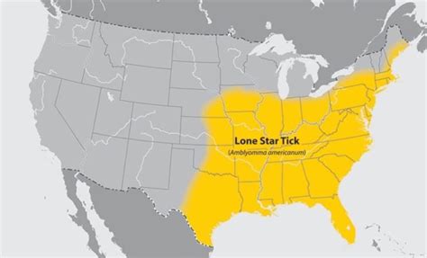 This Lone Star Tick Makes You Allergic To Meat