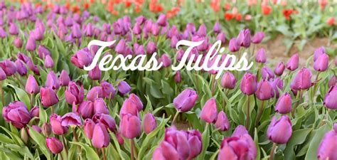 A Texas Tulip Farm With Roots In The Netherlands Plano Magazine