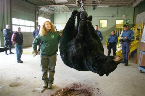 Record Black Bear Taken In New Jersey Petersens Hunting