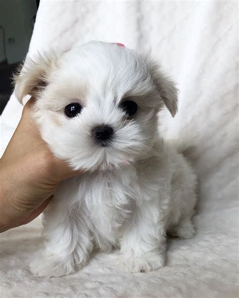 Teacup Maltese Puppy for sale! BEBE | iHeartTeacups