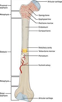 Chemical Makeup Of Human Bone | Saubhaya Makeup