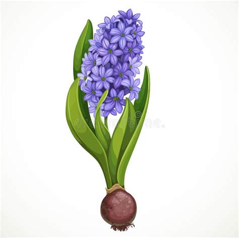 Blue Hyacinth Flower Watercolor Painting Stock Illustration